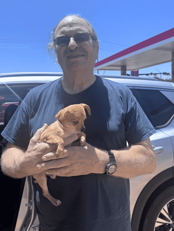 Customer photo of Chihuahua puppy from William C.