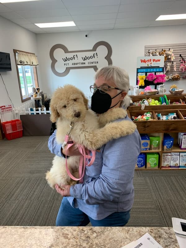 Customer photo of Poodle, Standard puppy from Geralyn D.