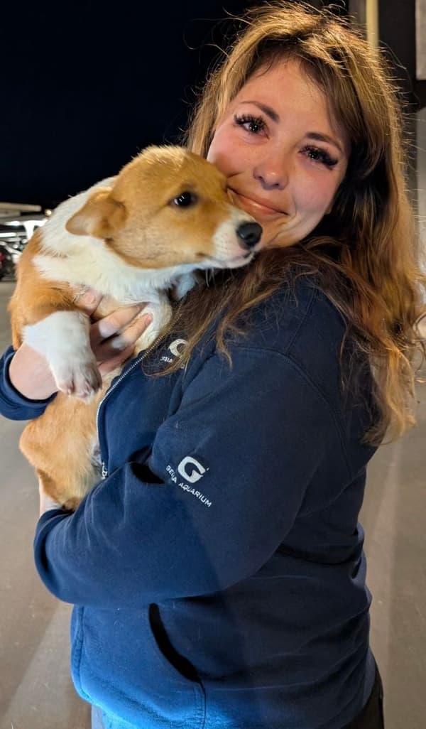 Customer photo of Corgi, Pembroke Welsh puppy from Melanie J.