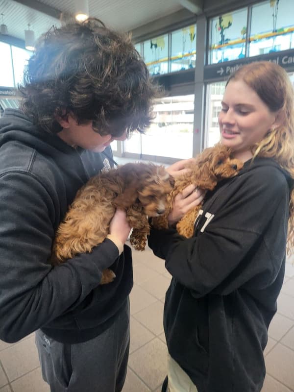 Customer photo of Cavapoo puppy from Micah C.