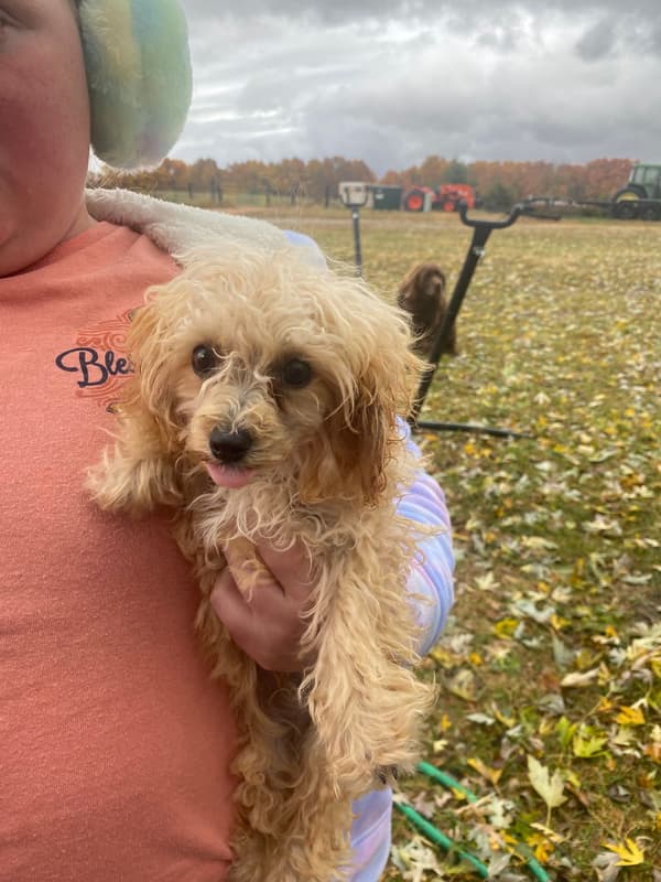 Customer photo of Poodle, Toy puppy from Judith F.