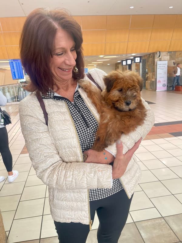 Customer photo of Soft Coated Wheaten Terrier puppy from Terri S.