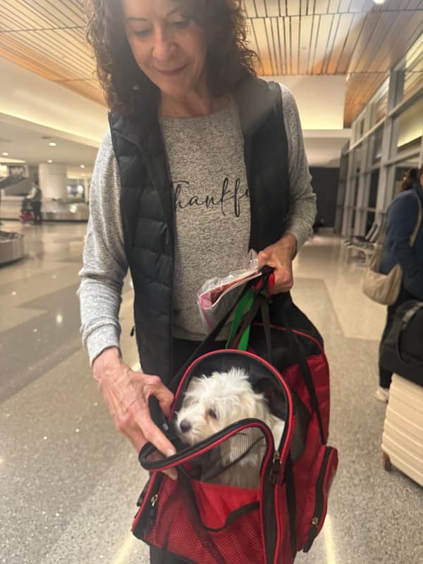 Customer photo of Coton De Tulear puppy from Ann A.