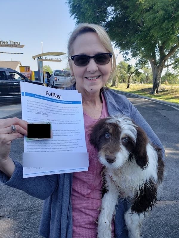 Customer photo of Aussiedoodle puppy from Martha E.