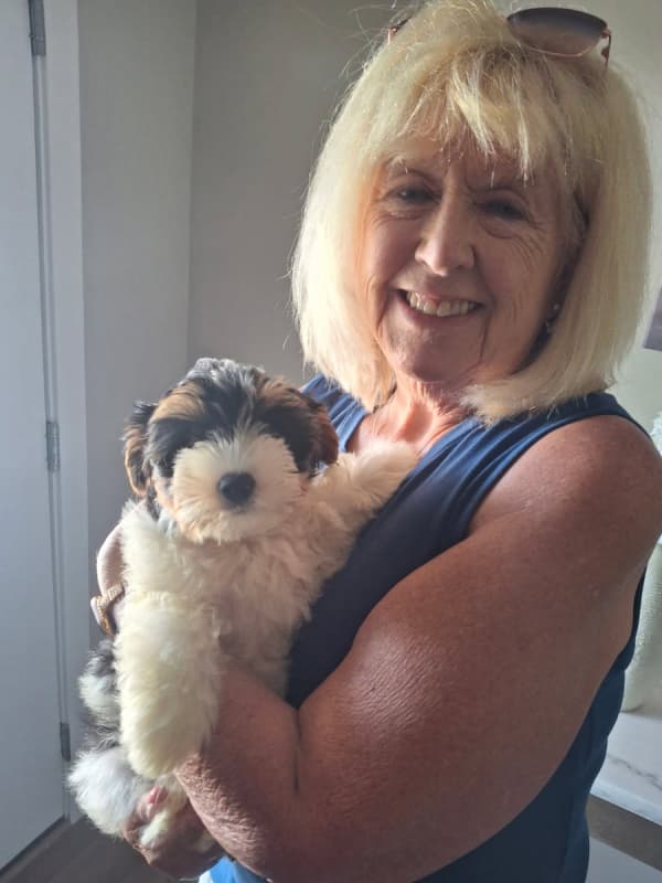 Customer photo of Yorkshire Terrier - Yorkie puppy from David K.