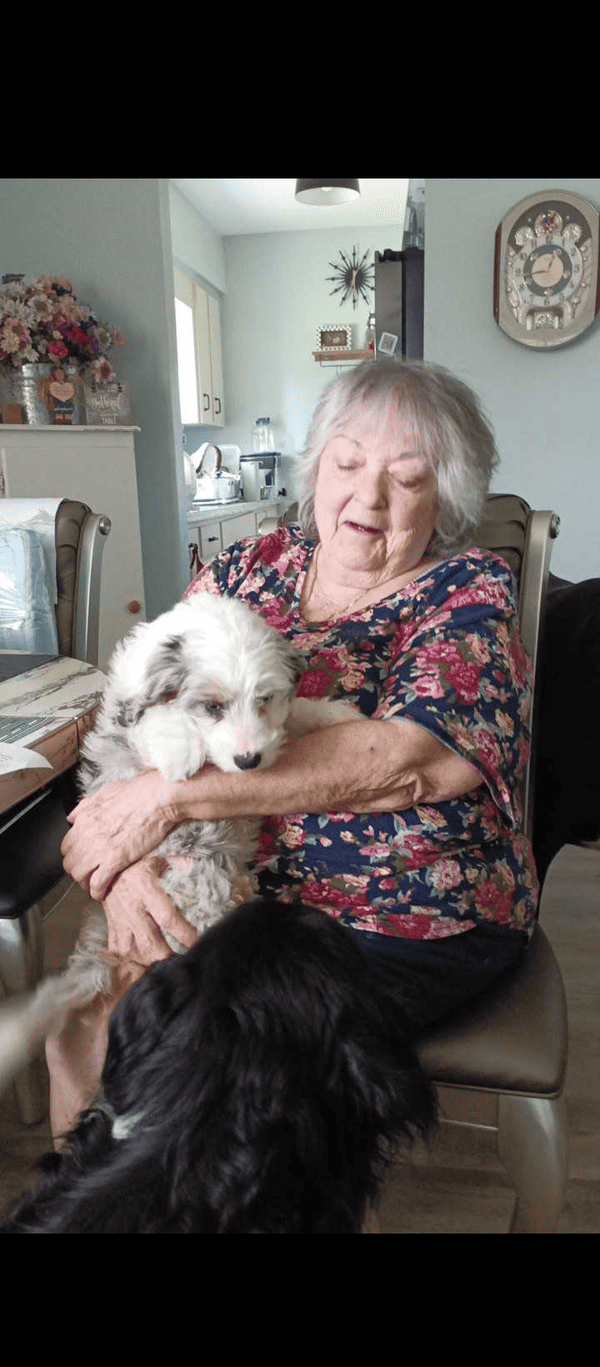 Customer photo of Bernedoodle, Mini puppy from Nancy L.