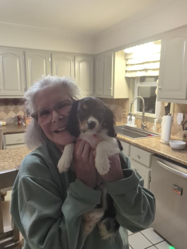 Customer photo of Cavalier King Charles Spaniel puppy from Suzanne S.