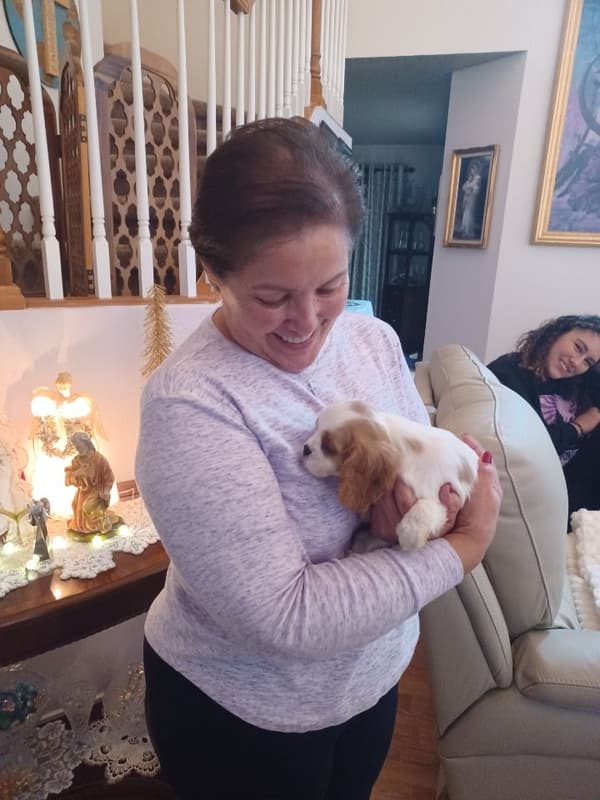 Customer photo of Cavalier King Charles Spaniel puppy from Bernice H.