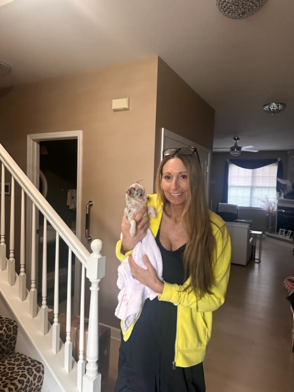 Customer photo of Chihuahua puppy from Carmela R.