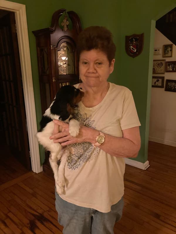 Customer photo of Cavalier King Charles Spaniel puppy from Donna D.