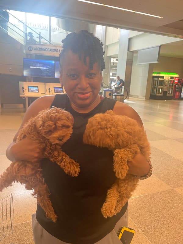 Customer photo of Malti Poo - Maltipoo puppy from Tiffany S.