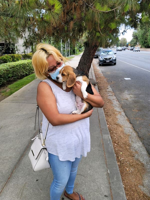 Customer photo of Beagle puppy from Raquel D.