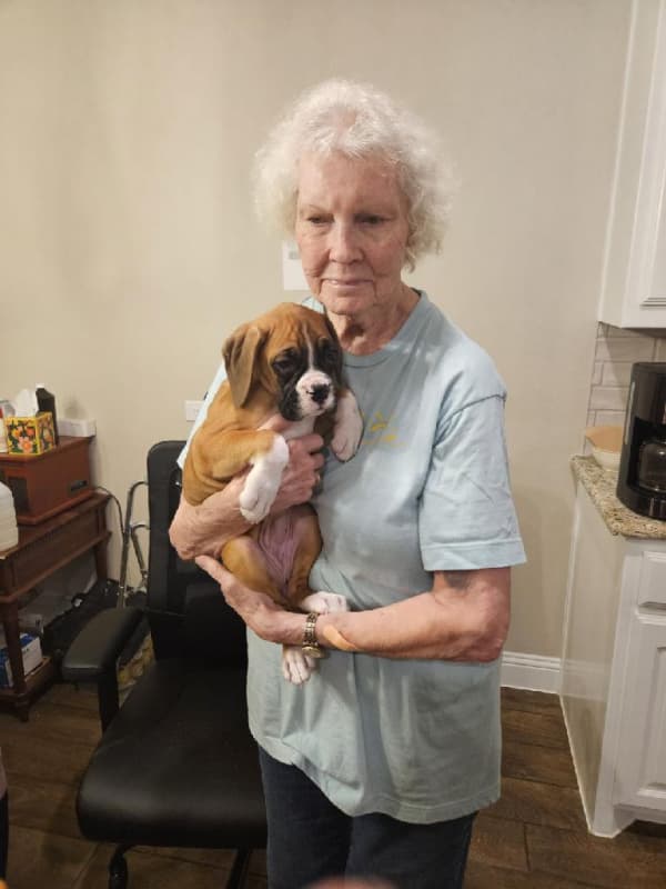Customer photo of Boxer puppy from Ida M.