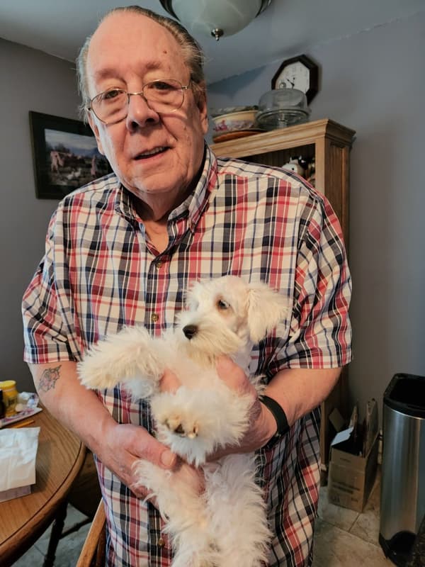 Customer photo of Schnauzer, Miniature puppy from Thomas S.