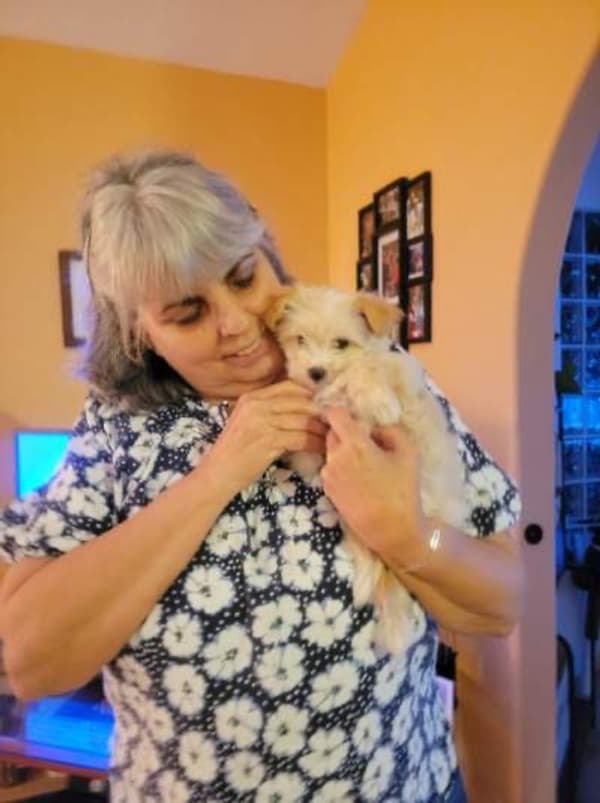 Customer photo of Chorkie puppy from Sandra A.