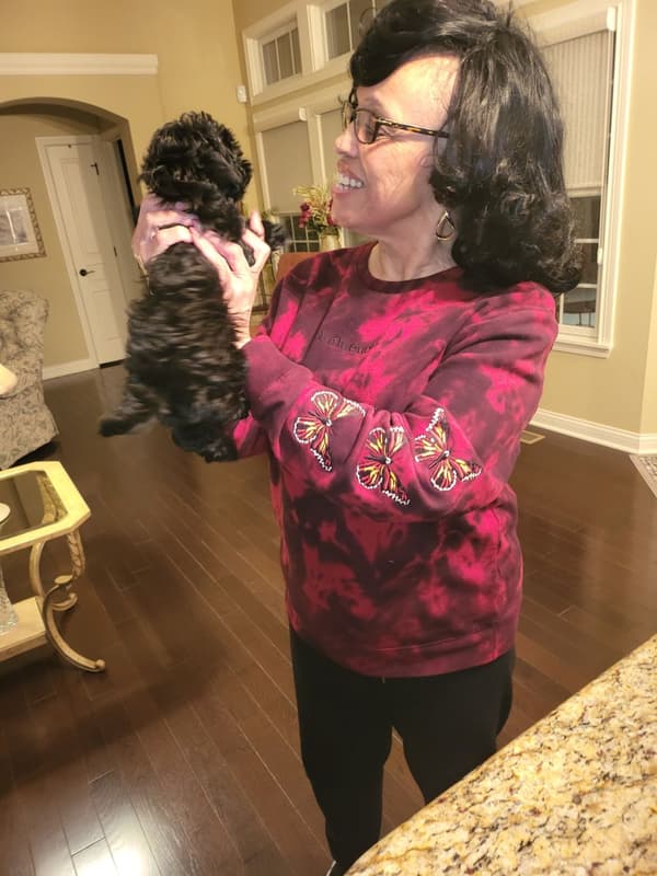 Customer photo of Shih-Poo - Shihpoo puppy from Deborah B.