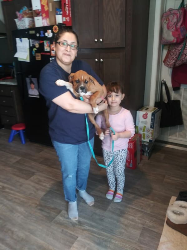 Customer photo of Boxer puppy from Marisa P.
