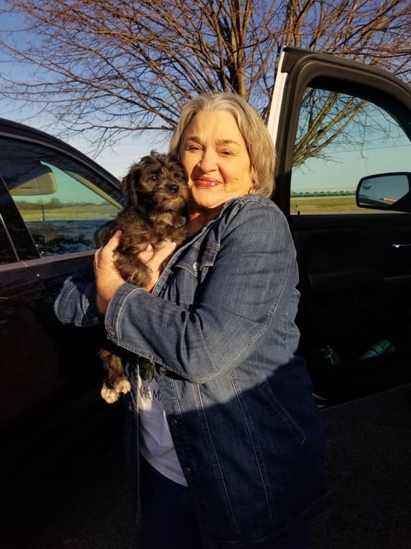 Customer photo of Schnoodle puppy from Donna P.