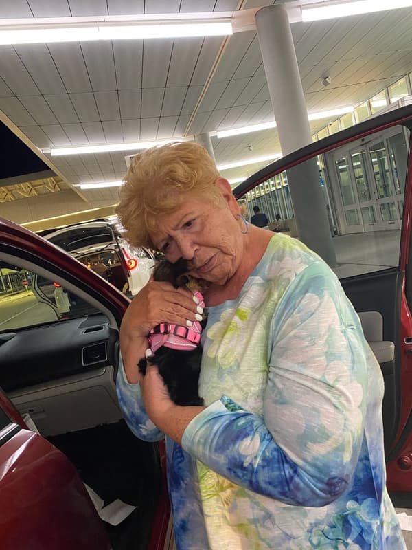 Customer photo of Yorkshire Terrier - Yorkie puppy from Lucy Melikian 