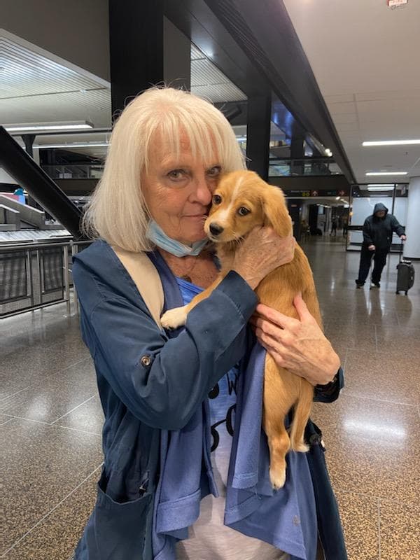 Customer photo of Cavachon puppy from Pamela S. 