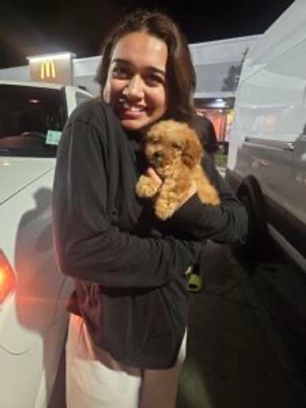 Customer photo of Poodle, Miniature puppy from Naiara G.