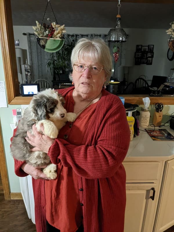 Customer photo of Bernedoodle puppy from Linda B.