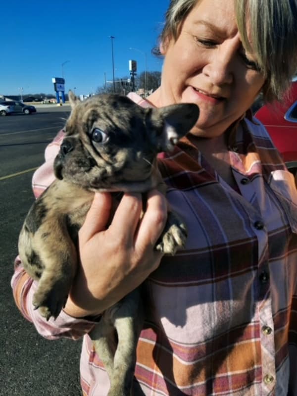 Customer photo of French Bulldog puppy from Karissa K.