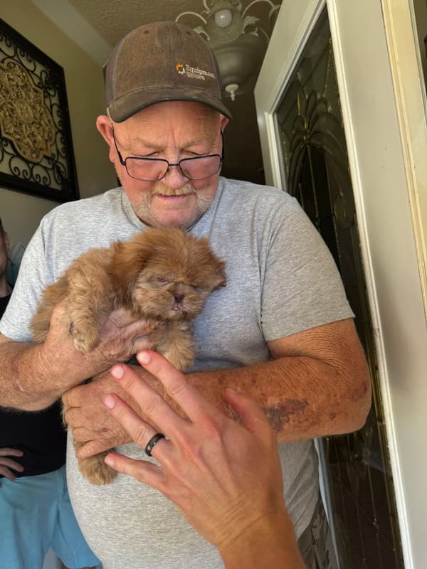 Customer photo of Shih Tzu puppy from David G.