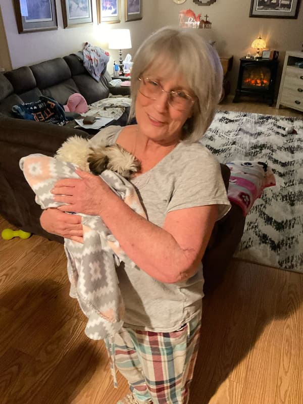 Customer photo of Shih-Poo - Shihpoo puppy from Nancy G.