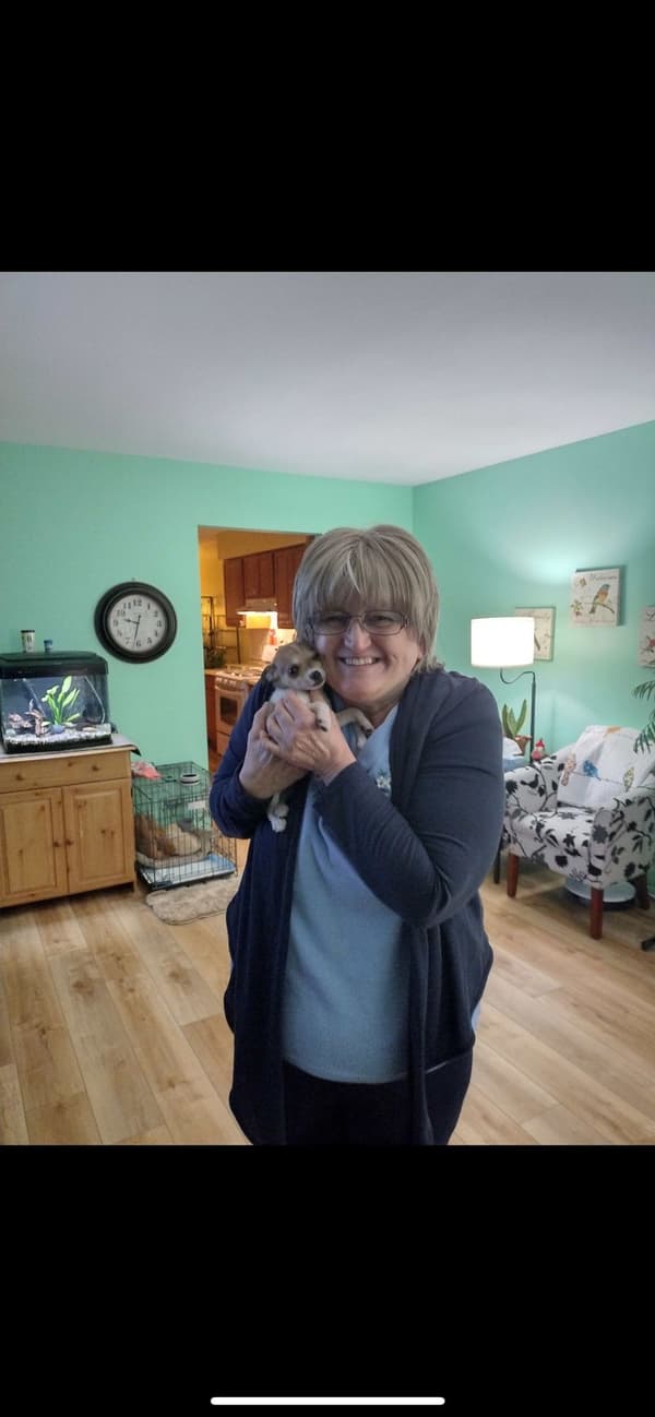 Customer photo of Chihuahua puppy from Pamela F.