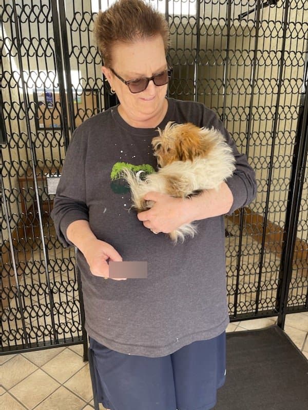 Customer photo of Biewer Terrier puppy from Linda A.