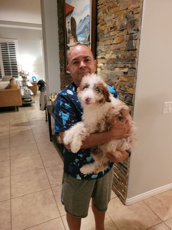 Customer photo of Aussiedoodle puppy from Guadalupe J.