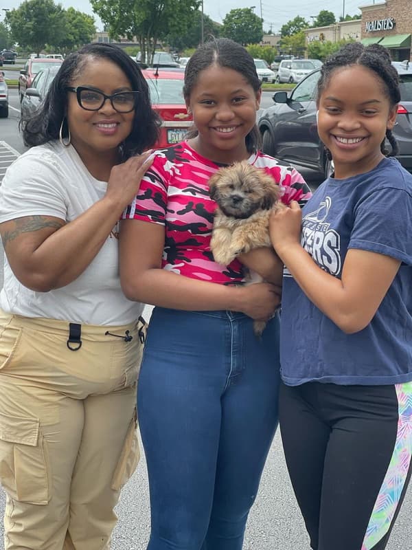 Customer photo of Shichon puppy from Sharon H.