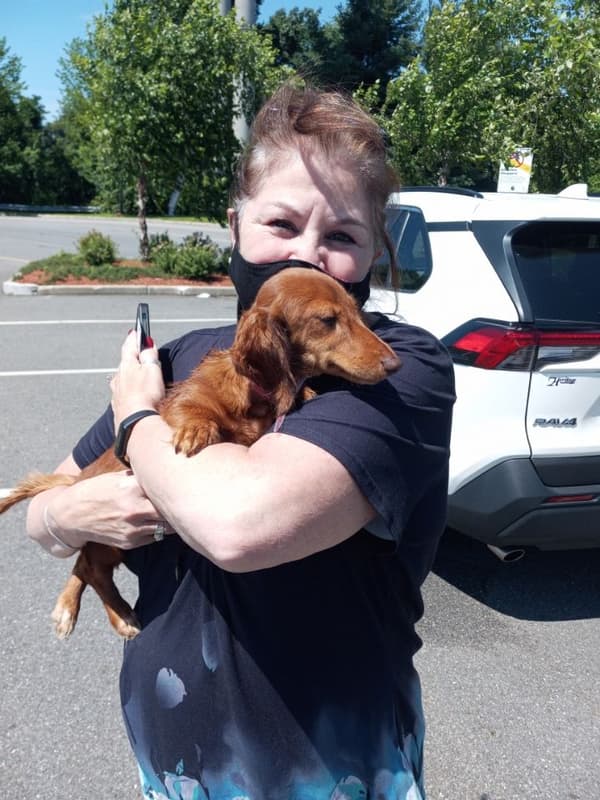 Customer photo of Dachshund puppy from Susan L.