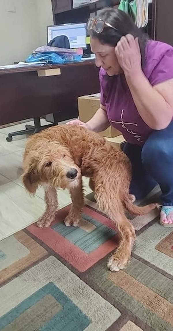 Customer photo of Labradoodle puppy from Helga G.