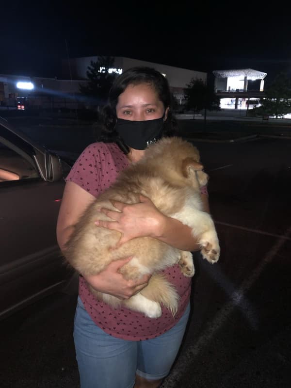 Customer photo of Pomsky puppy from Edith S.