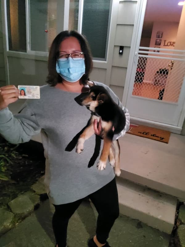 Customer photo of Shiba Inu puppy from Norina D.