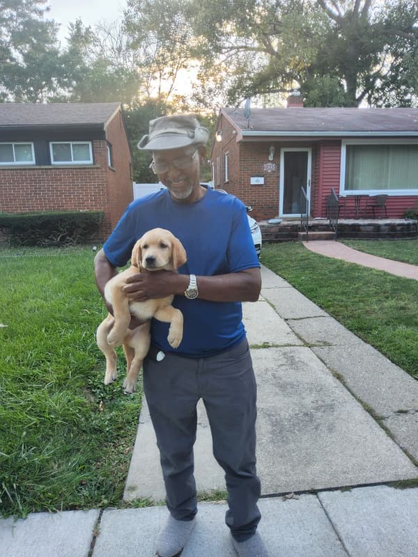 Customer photo of Labrador Retriever puppy from Ron D.