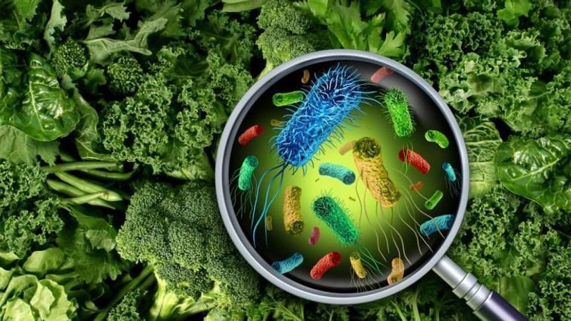 On-site Analysis of Foodborne Pathogens Using Density-Shift Immunomagnetic Separation and Culture