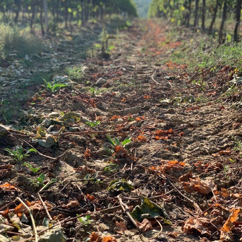 Background for Podere La Cappella Chianti Classico DOCG 2021