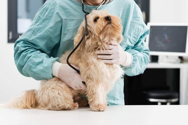 médico veterinário em consulta com animal