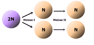 Meiose - Biologia Enem