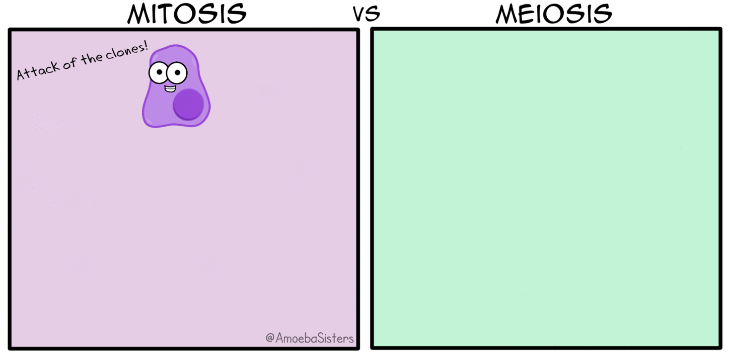 Meiose - Biologia Enem