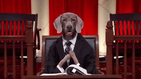 gif cachorro advogado pós-graduação direito