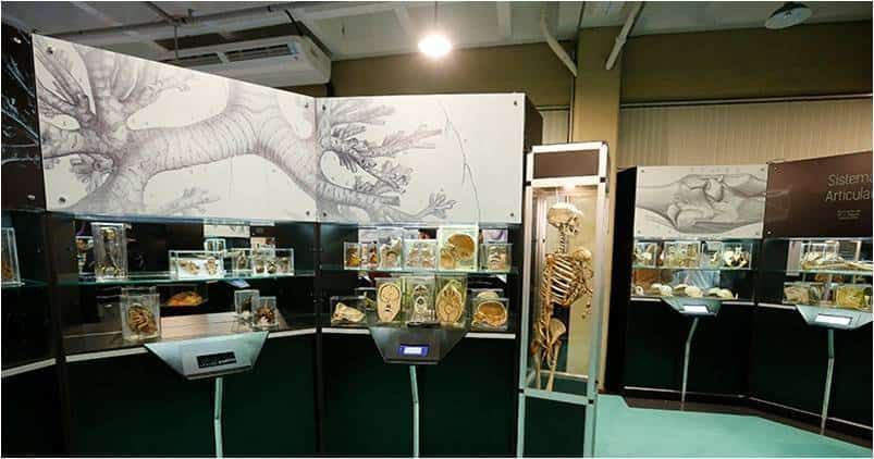 museu de anatomia humana da usp