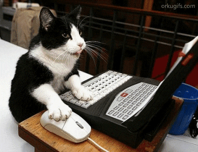 gato estudando no computador