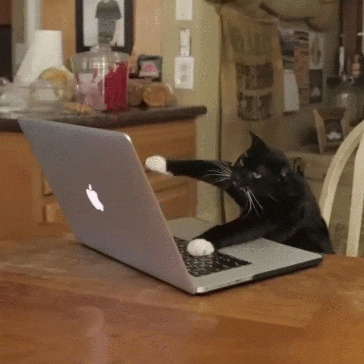 gato computador gif