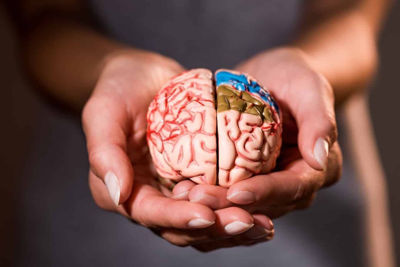 mãos humanas segurando uma miniatura de um cérebro