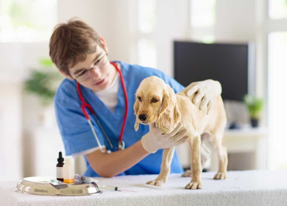 menino curso técnico veterinária com pet