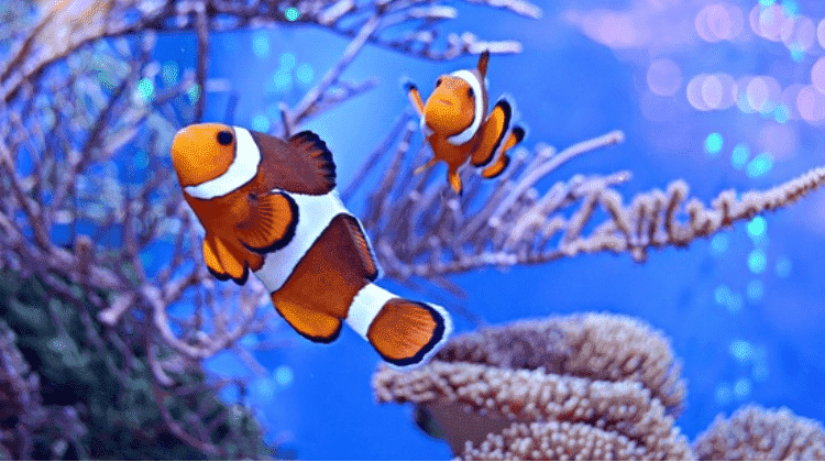 Peixes palhaços nadando em um coral; veja as pós-graduações mais procuradas nas áreas das Ciências Biológicas